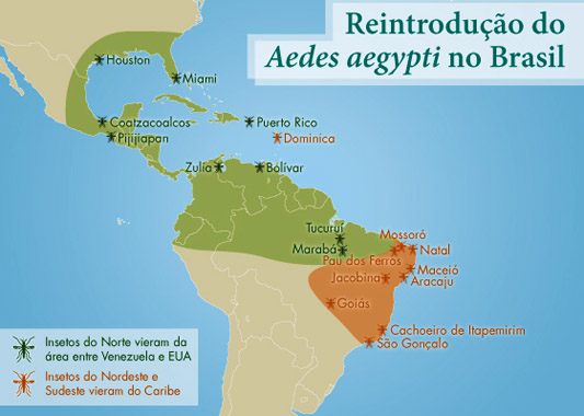 Infográfico sobre as origens da dengue no Brasil