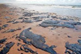 Praia com manchas de óleo