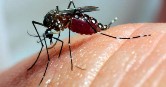 Mosquito Aedes 