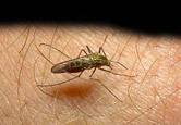 Mosquito pousado sobre pele humana