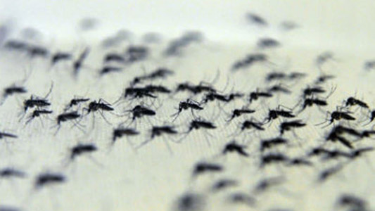 Foto com vários mosquitos Aedes aegypti pousados em ums superfície