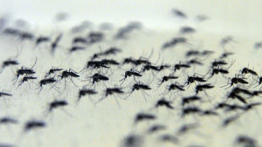 Dezenas de mosquitos aedes aegypti