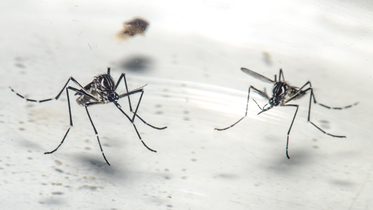 Dois mosquitos do tipo aedes aegypti