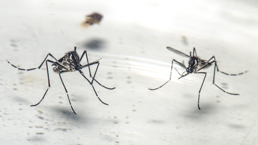 Dois mosquitos do tipo aedes