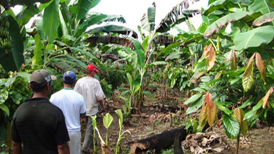 Foto de agricultares caminhando em meio a uma plantação de bananas
