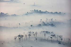 Foto de floresta com névoa recobrindo o ambiente