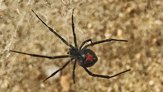 Aranha Viúva negra