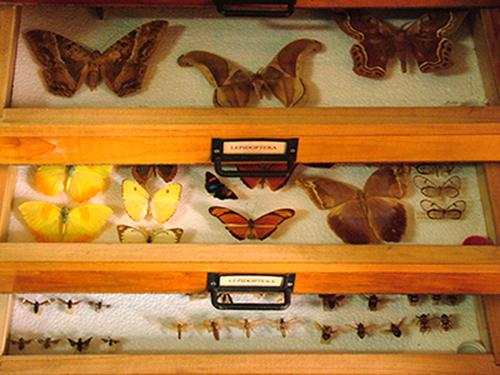 Foto de borboletas da coleção entomológica do IOC