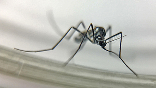 Mosquito Haemagogus leucocelaenuse