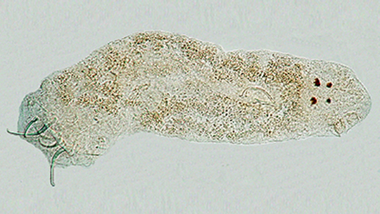 Imagem da espécime de monogenóide Mymarothecium ianwhittingtoni, parasito do peixe pacu 