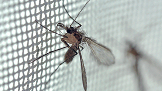 Mosquitos transmissor da leishmaniose na armadilha