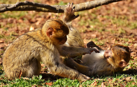 Dois macacos brincando