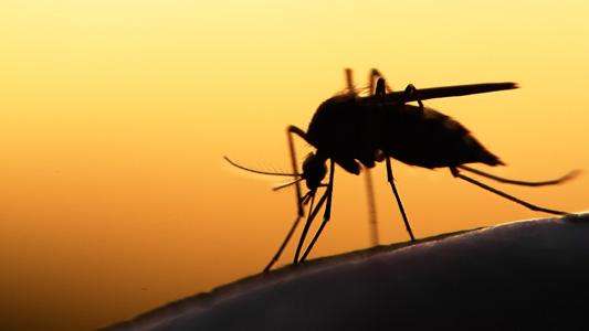 Mosquito transmissor da malaria