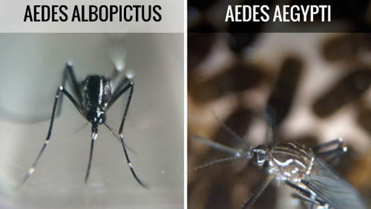 Fotos dos mosquitos Aedes aegypti e Aedes albopictus