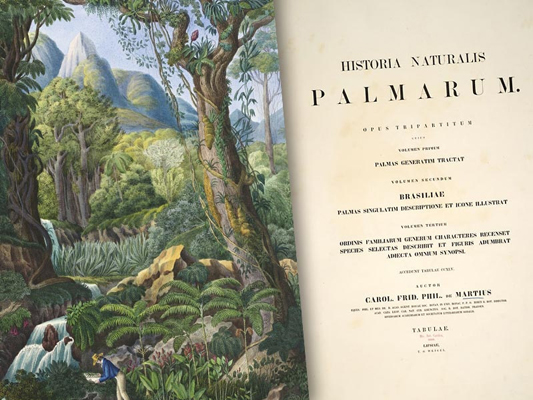 Capa do livro História Natural das Palmeiras: Uma obra de três volumes