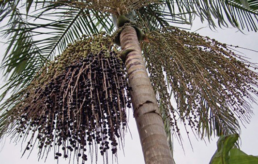 Árvore do palmito