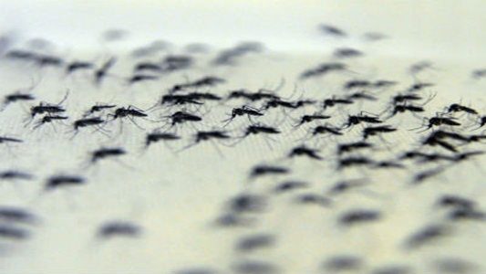 Mosquitos com Wolbachia no insetário da Fiocruz