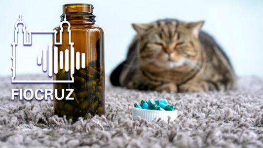 Gato do lado de comprimidos de antibióticos