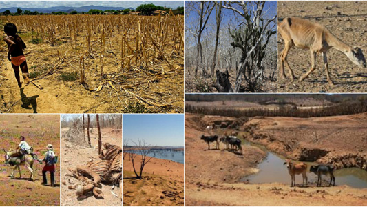 Terra seca no semiárido com animais magros andando