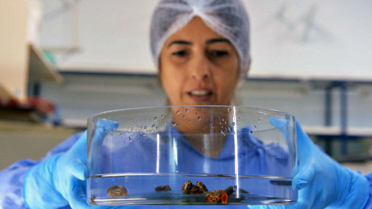 Foto de profissional de laboratório carregando um vidro com alguns caramujos da esquistosomose dentro