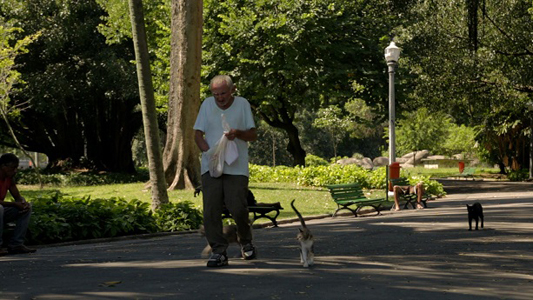 Foto de um homem alimentando gatos em uma praça pública