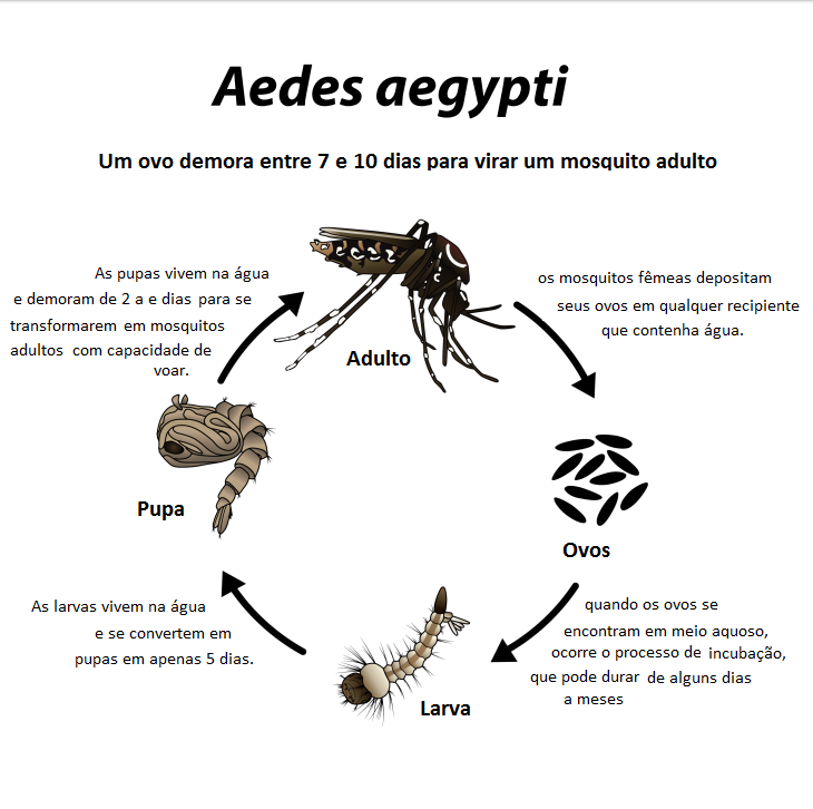 Como é o ciclo de vida do mosquito 'Aedes aegypti'? - Perguntas e respostas  Fiocruz