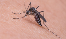 Anopheles, mosquito causador da malária