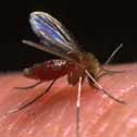 Photo of a phlebotomine, the insect that transmits leishmaniasis