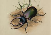 Foto de obra rara rara de 1842 sobre insetos na Índia: acesso aberto no site Obras Raras da Fiocruz  