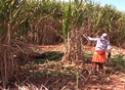Plantação de cana. Trabalhador rural à direita da tela