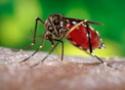 Foto de um mosquito do tipo aedes aegypti