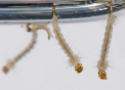 Larva do Aedes Aegypti