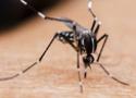 Mosquito Aedes aegypti picando uma pessoa