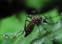 Aedes aegypti, mosquito transmissor da dengue