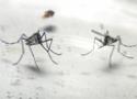Dois mosquitos do tipo Aedes