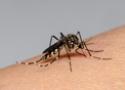 Mosquito transmissor do vírus zika