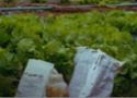 Foto de pacotes de agrotóxicos na frente de uma plantação