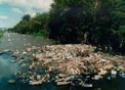 Foto de um rio poluído