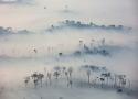 Foto de floresta com névoa recobrindo o ambiente