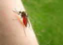 Foto ampliada de mosquito Anopheles darlingi, vetor da malária, sobre a pele de uma pessoa