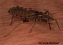 Foto do barbeiro, inseto transmissor da doença de Chagas