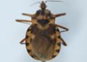 Imagem de inseto vetor de doença de Chagas