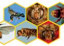 Mosaico com imagens de abelhas