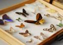 Coleção entomológica com 16 borboletas