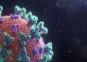 Virus da Covid-19 visto pelo microscópio