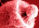 Imagem do fungo Cryptococcus