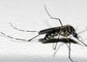 Aedes aegypti, vetor da dengue