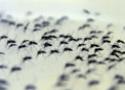 Fotos do Aedes Aegypti