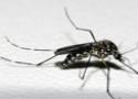 Imagem do mosquito da dengue