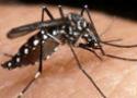 Mosquito transmissor da Dengue pousado sobre pele